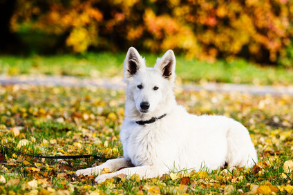 Angst vor Hunden 